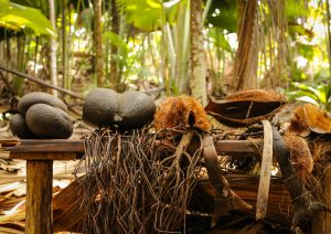 Owoce Coco de Mer -endemicznego gatunku palmy, która występuje wyłącznie na wyspie Praslin.