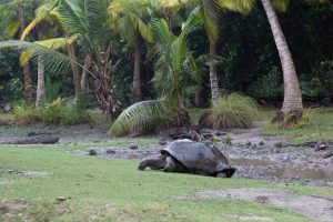 Żółw olbrzymi na wyspie Curieuse.