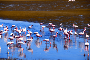 Rejs RPA – flamingi