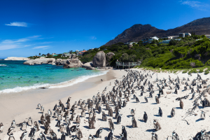 Kolonia pingwinów RPA